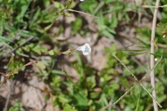 Lindernia parviflora