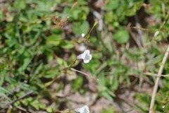 Lindernia parviflora