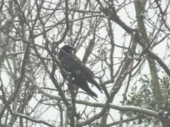 Corvus corone