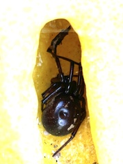 Steatoda nobilis