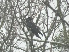 Corvus corone