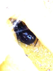 Steatoda nobilis