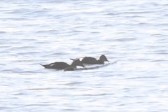 Somateria spectabilis