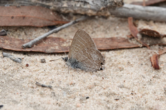 Theclinesthes miskini