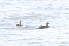 Somateria spectabilis