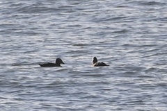 Somateria spectabilis