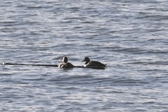 Somateria spectabilis