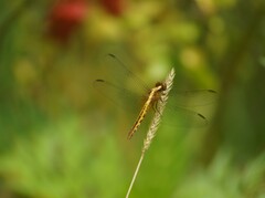 Erythrodiplax avittata