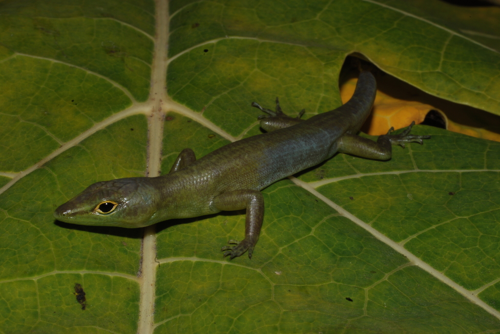 Green Tree Skink
