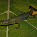 Green Tree Skink - Photo (c) Eric N. Rittmeyer, some rights reserved (CC BY-NC), uploaded by Eric N. Rittmeyer