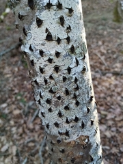 Biscogniauxia marginata