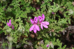 Pelargonium