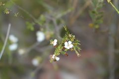 Harmogia densifolia