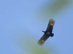 Anhima cornuta