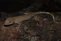 Gekko vittatus