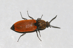Anostirus castaneus
