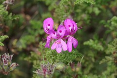 Pelargonium