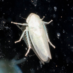 Macropsis elaeagni