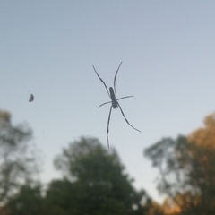 Trichonephila senegalensis