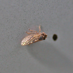 Megophthalmus scanicus