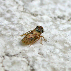 Megophthalmus scanicus