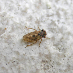 Megophthalmus scanicus