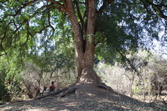 Xanthocercis zambesiaca