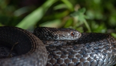 Storeria storerioides