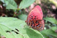 Paralaxita damajanti