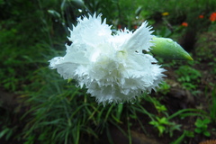 Dianthus caryophyllus