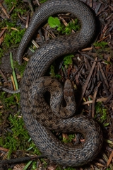 Storeria storerioides