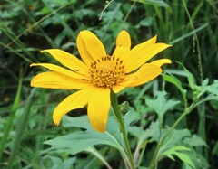 Tithonia diversifolia