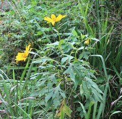 Tithonia diversifolia