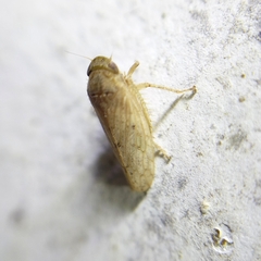 Iassinae