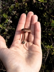 Entolomataceae