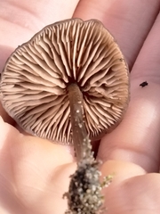 Entolomataceae
