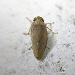 Iassinae