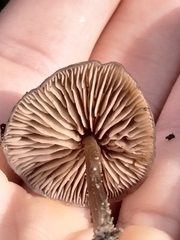 Entolomataceae