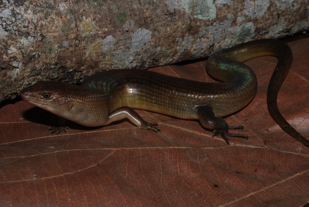 Eugongylus