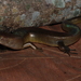 Eugongylus - Photo (c) Eric N. Rittmeyer, alguns direitos reservados (CC BY-NC), uploaded by Eric N. Rittmeyer