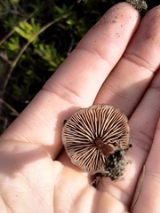 Entolomataceae