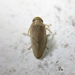 Iassinae