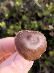 Entolomataceae