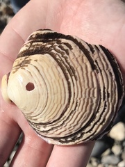 Semele decisa
