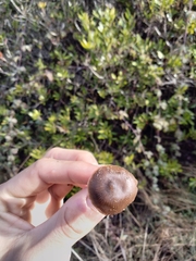 Entolomataceae