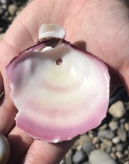 Semele decisa