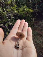 Entolomataceae