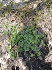 Maurandya antirrhiniflora