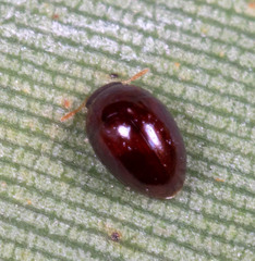 Phalacridae