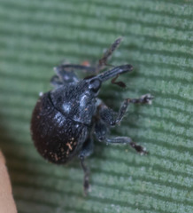 Nanophyinae